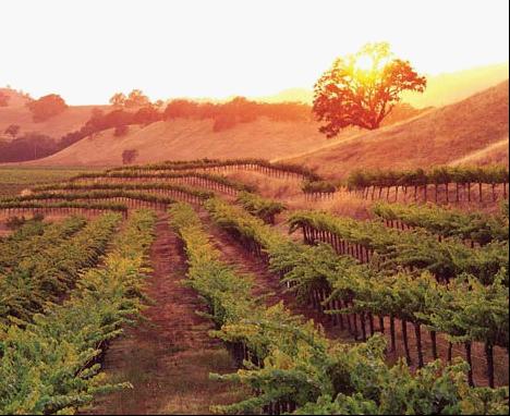Beringer Vineyards, California