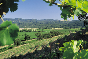 Chateau Montelena Winery, California