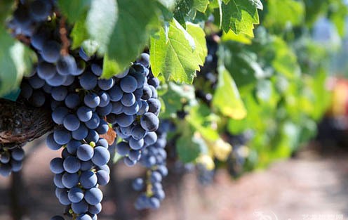 加州佳釀：紅酒及葡萄園