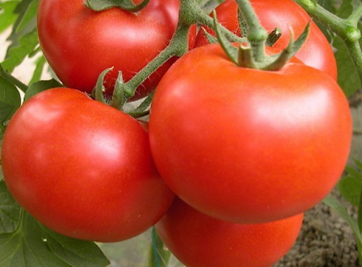 加州的农业到底有多强大？他们供应全球三分之一的番茄等农产品