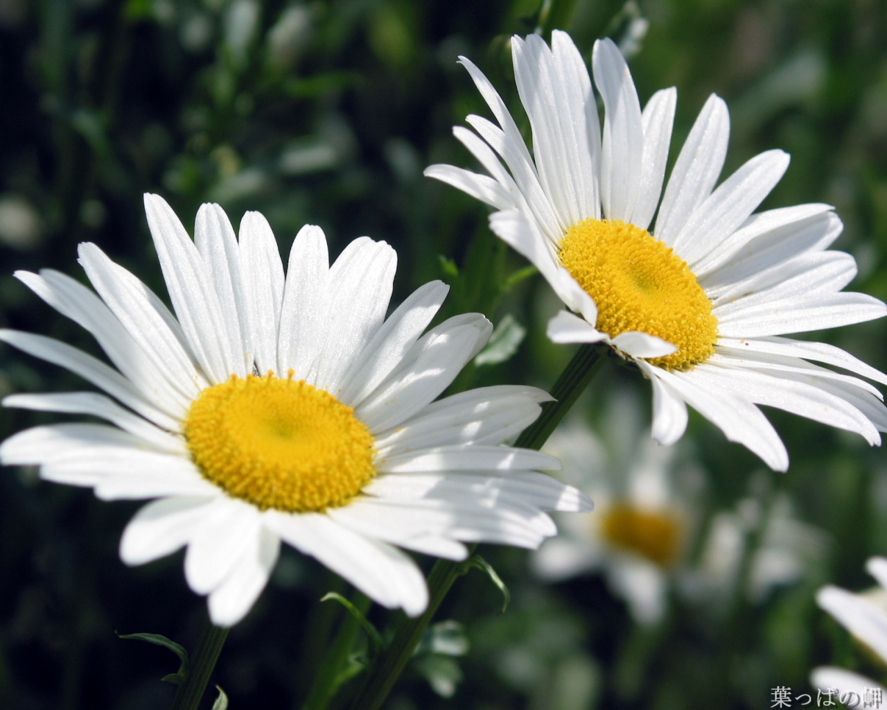 金盏花 花卉 夏天 - Pixabay上的免费照片