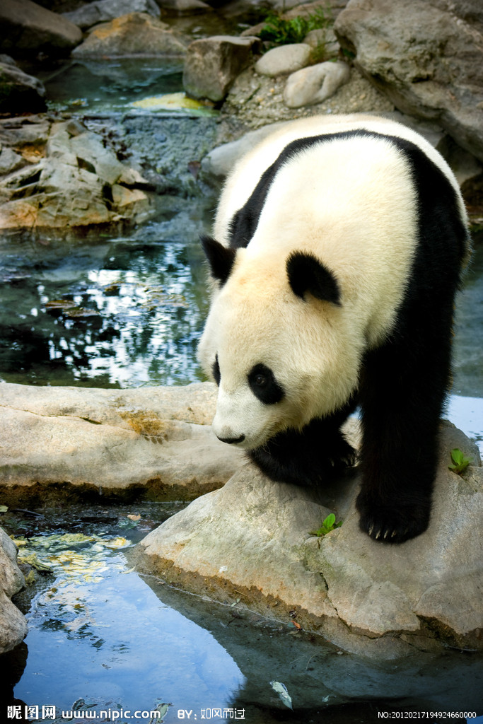 大熊猫在加拿大生活:住别墅吃鲜竹每天要上课（新浪网）