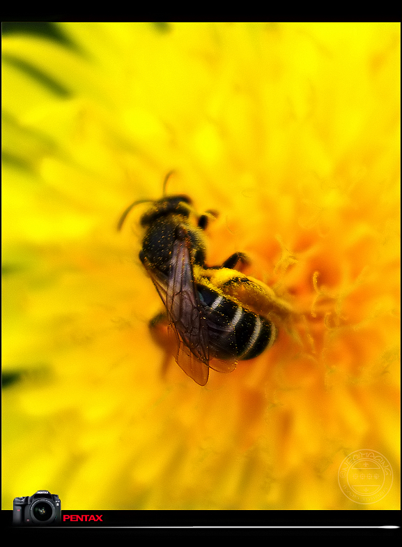 哲理小故事：蜜蜂和苍蝇的不同命运(转)