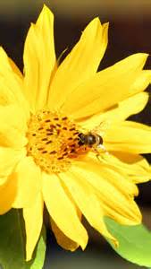 哲理故事：蜜蜂与花的爱情(转)