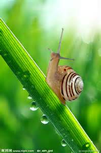 蜗牛也可以拥有一片高远的蓝天