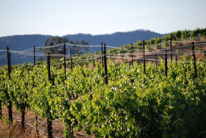 酒庄投资-Gold Metal Winning Winery For Sale – Pope Valley, California