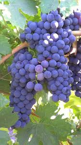 酒庄投资-成交记录- 1271 Tubbs Ln Calistoga, CA 94515; winery and vineyards; 19/68 in Napa County