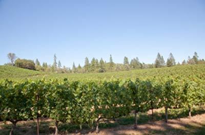 Napa Valley Vineyard and Home For Sale – Premium Cabernet Sauvignon