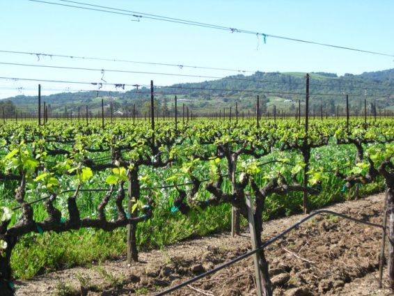 酒庄投资-成交记录-3103 Silverado Trl – Laird Family Estate Winery Napa, CA 94558; winery and vineyards; 44/68 in Napa County