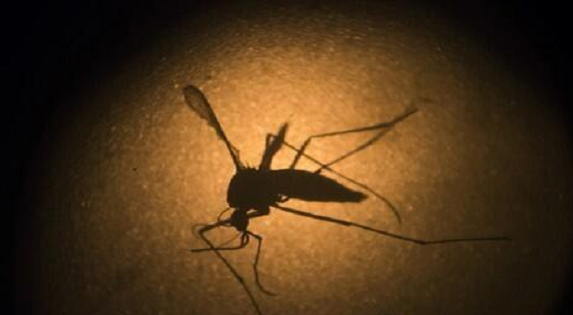 谷歌计划向美国加州释放2000万只改造蚊子：交配后产卵无法孵化