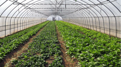 马云说未来最赚钱的十大行业—生态农业产业（10/10）